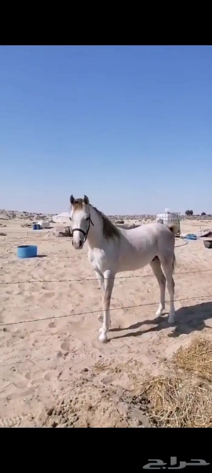 للبيع حصان واهو 1