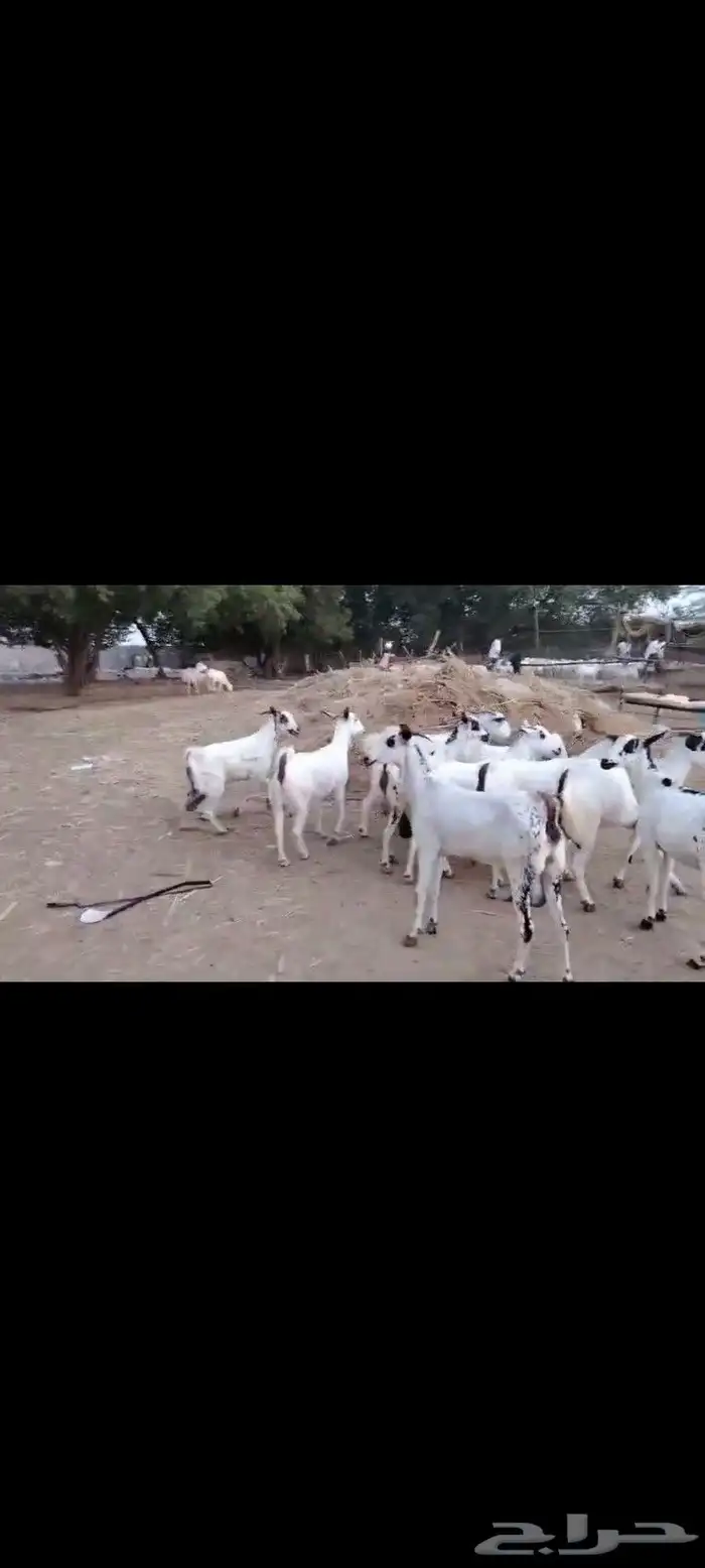 غنم بيشيات مزاين ماشاءالله قرايب دفيع على شرط العدد 20 مراح 7