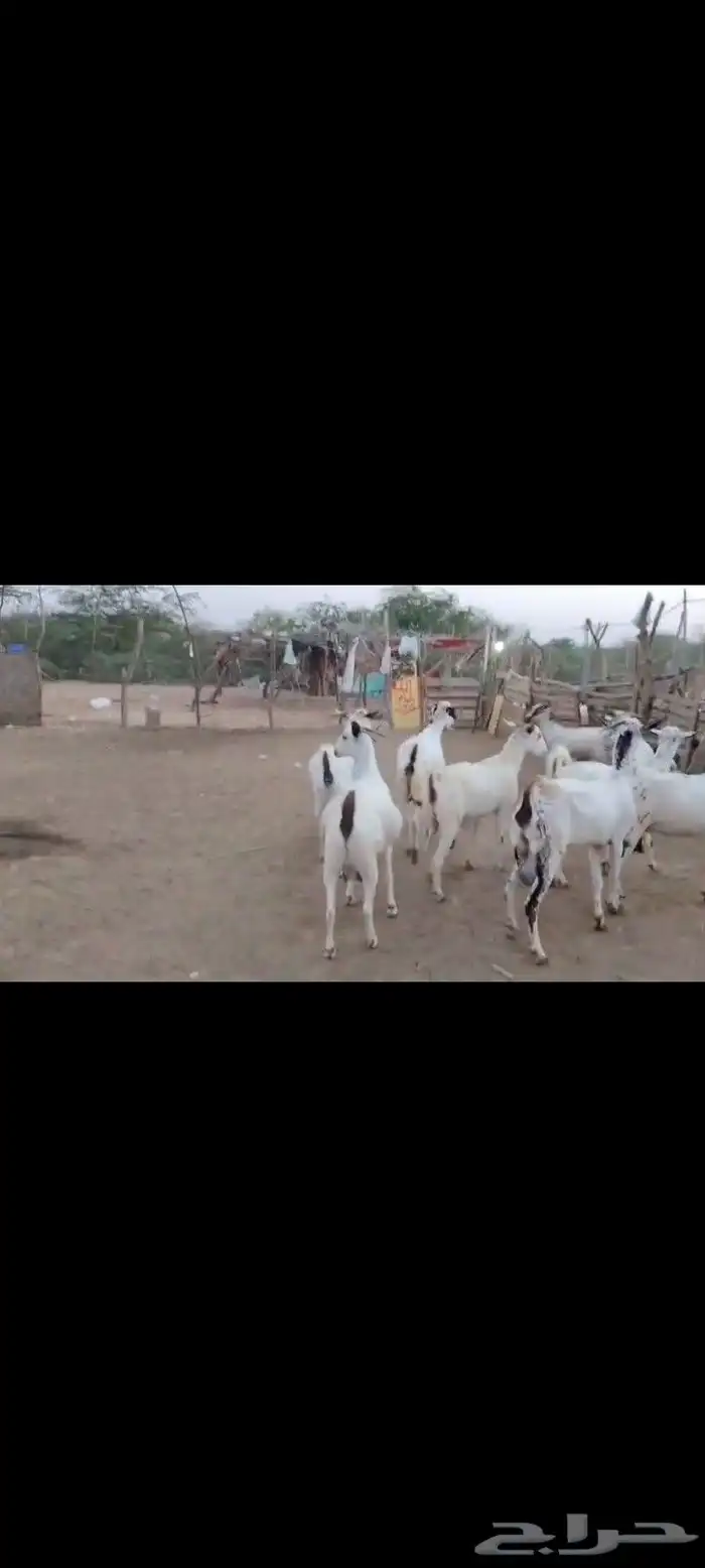غنم بيشيات مزاين ماشاءالله قرايب دفيع على شرط العدد 20 مراح 9