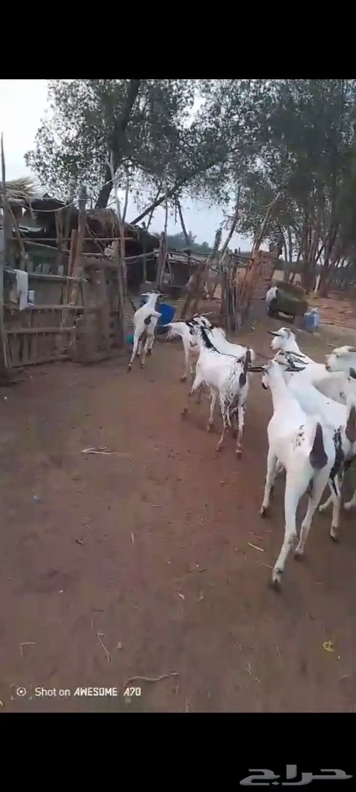 غنم بيشيات مزاين ماشاءالله قرايب دفيع على شرط العدد 20 مراح 1