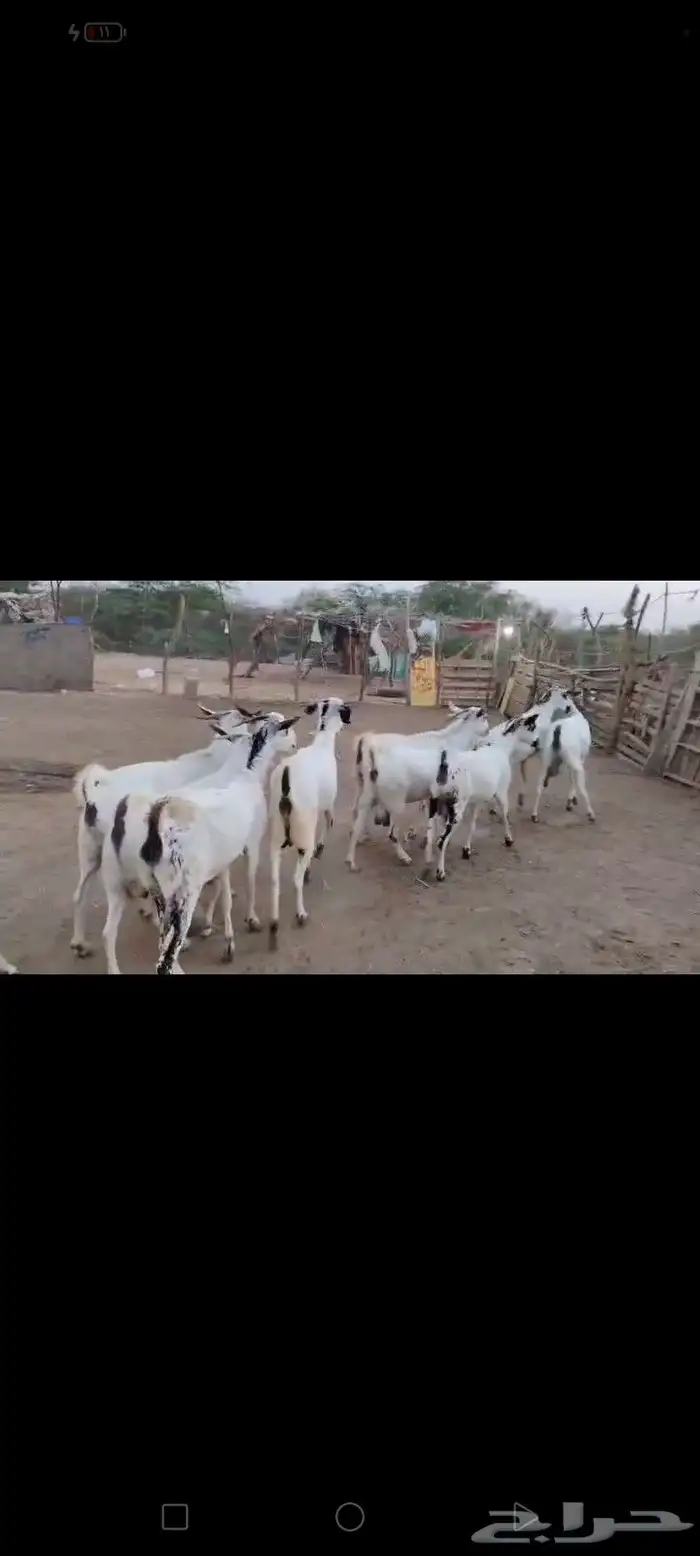 غنم بيشيات مزاين ماشاءالله قرايب دفيع على شرط العدد 20 مراح 8