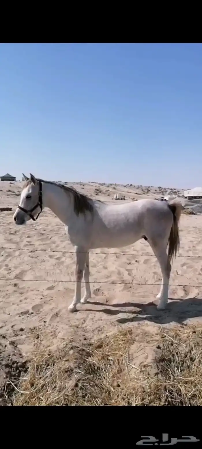 للبيع حصان واهو 0