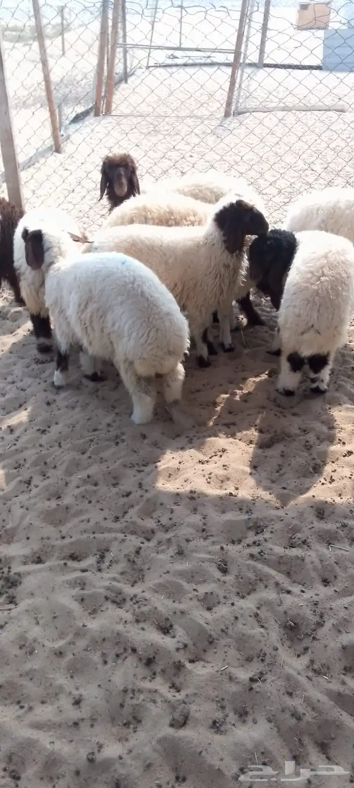 خرفان وهرافا 1