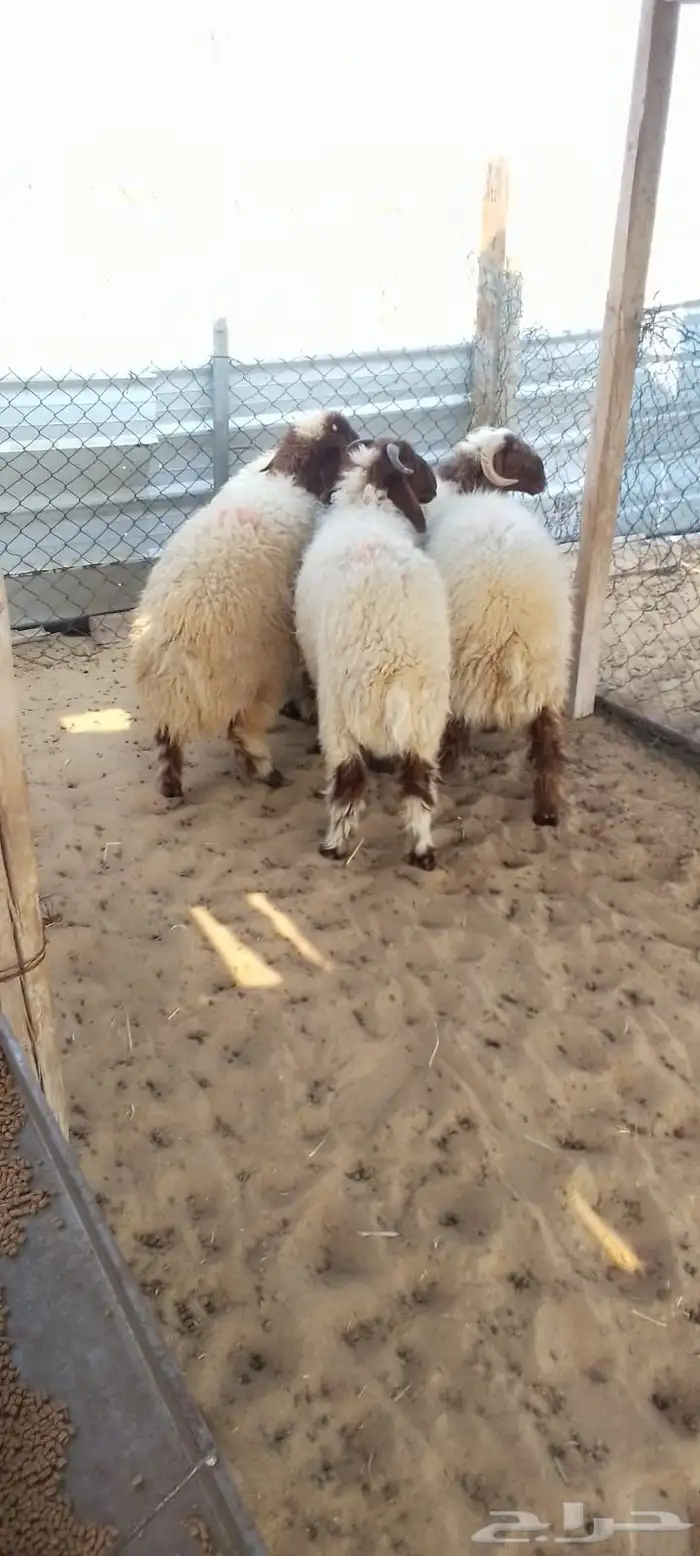 خرفان وهرافا 4