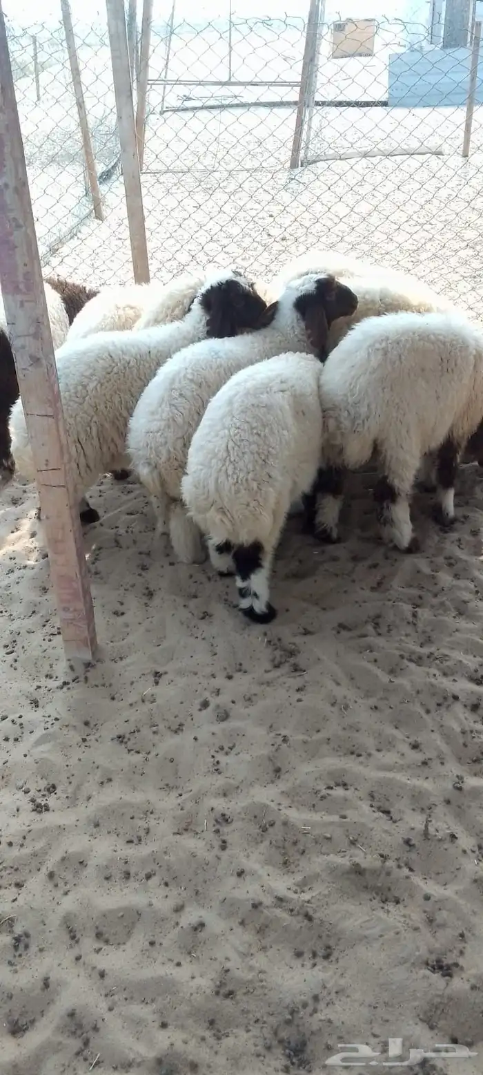 خرفان وهرافا 2