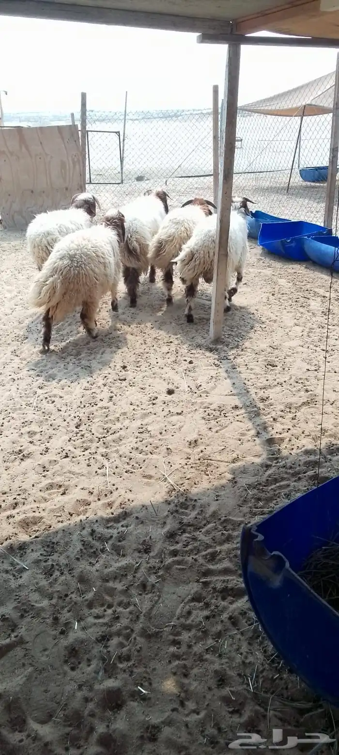 خرفان وهرافا 0