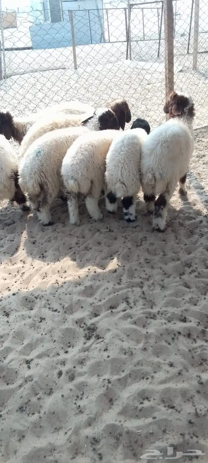 خرفان وهرافا 3