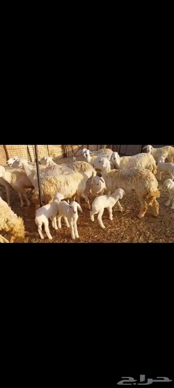 غنم حرش مقنوي مراح واحد عدد 60 مولد فيها 15 يتبعها 16 0