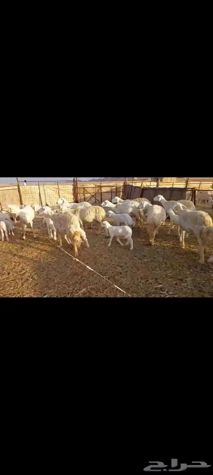 غنم حرش مقنوي مراح واحد عدد 60 مولد فيها 15 يتبعها 16 2