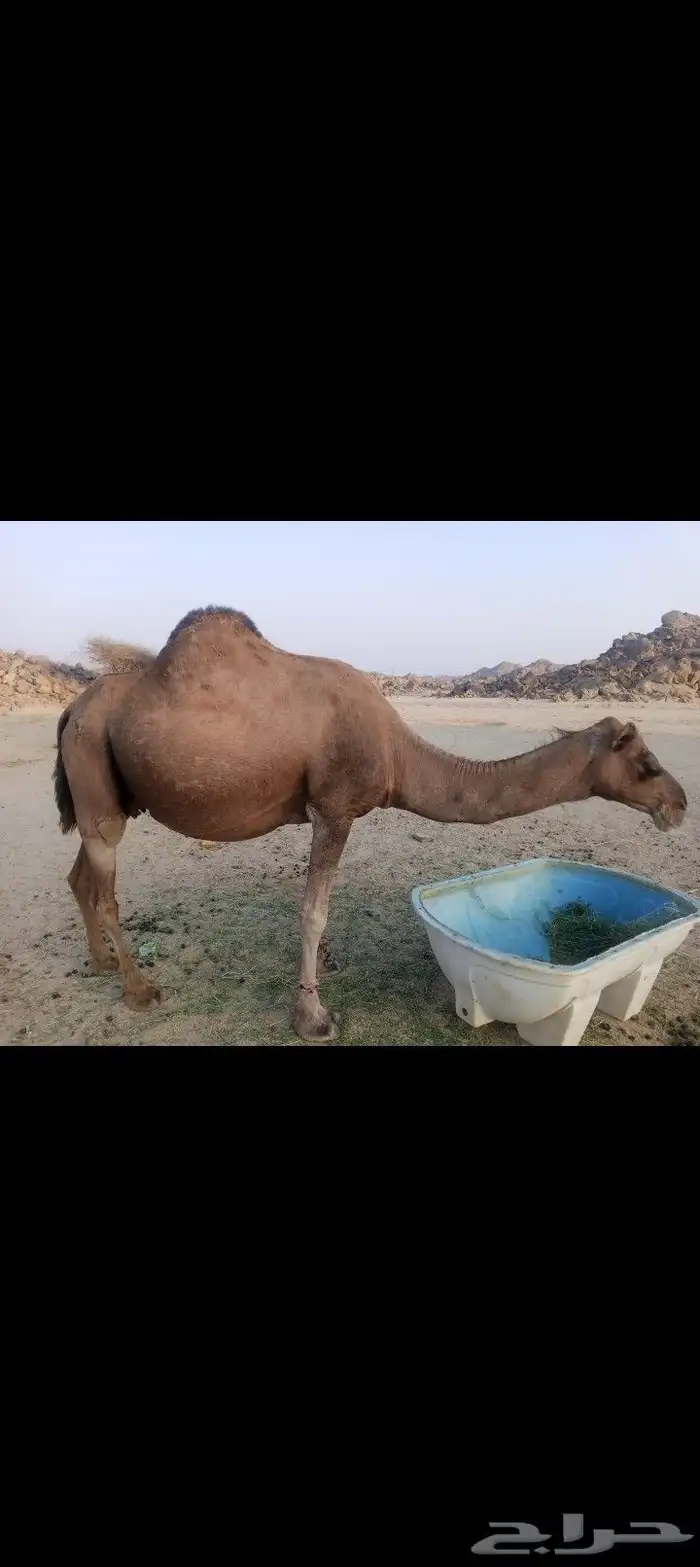 سلام عليكم ورحمه الله وبركاته 0