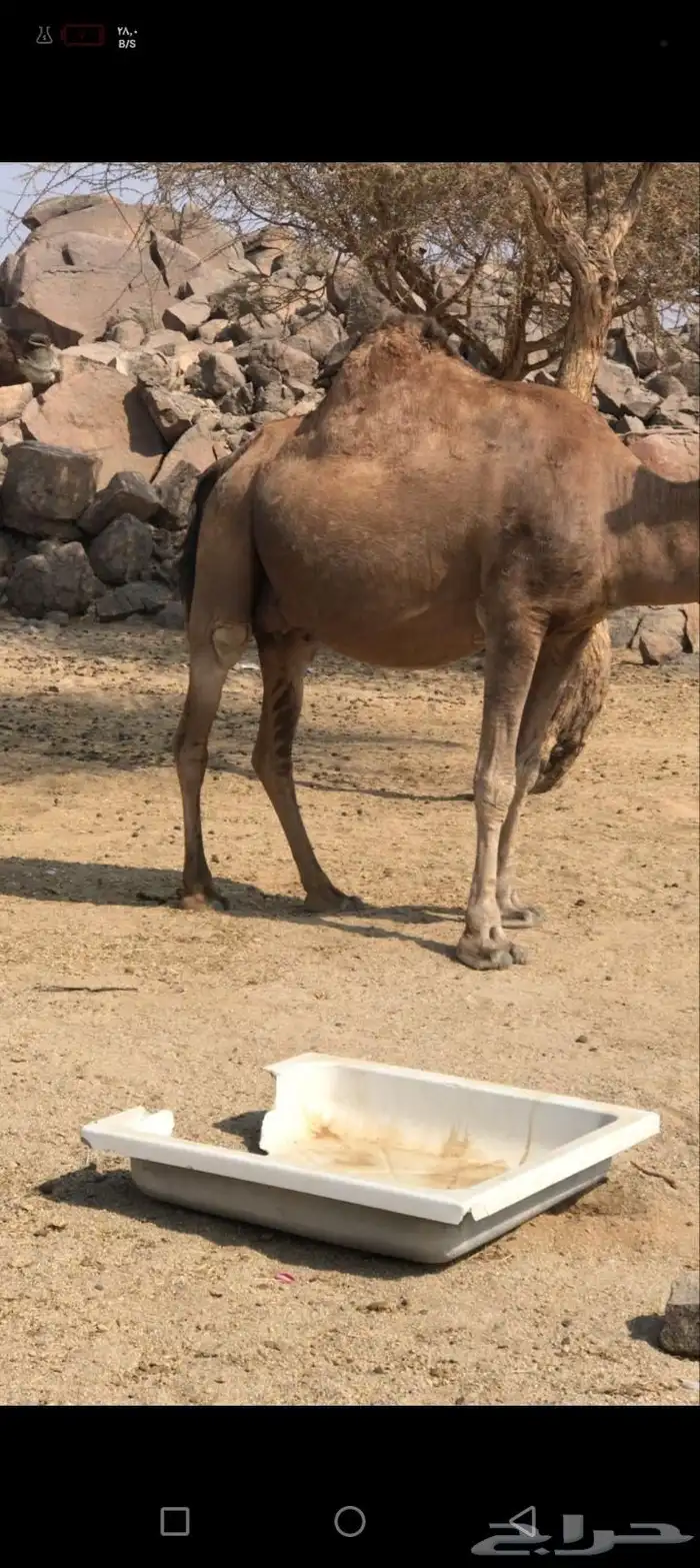 سلام عليكم ورحمه الله وبركاته 1