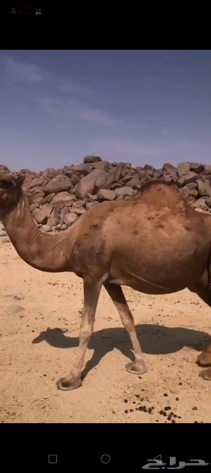 سلام عليكم ورحمه الله وبركاته 2