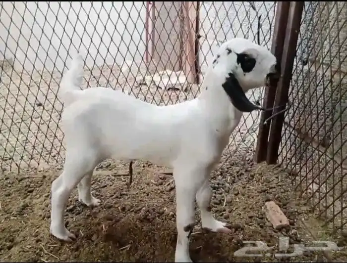 جفره بيشيه فاخره 0