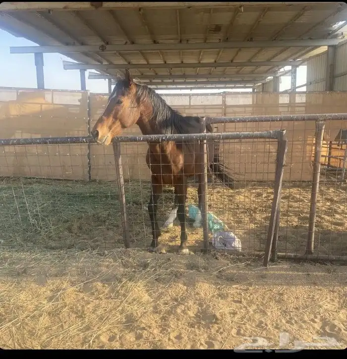 حصان حار انجليزي 1