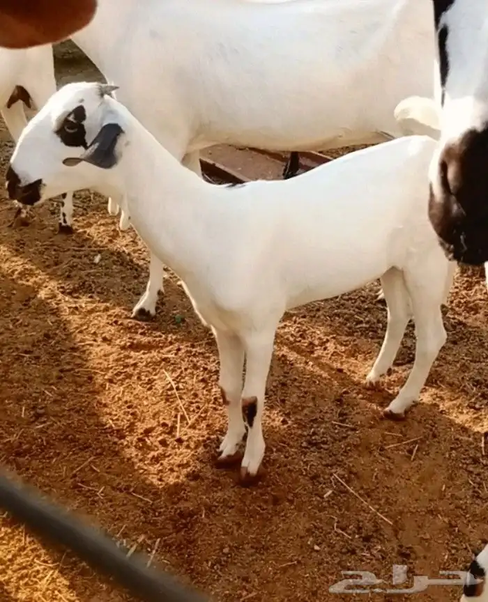 جفره بيشيه فاخره 2