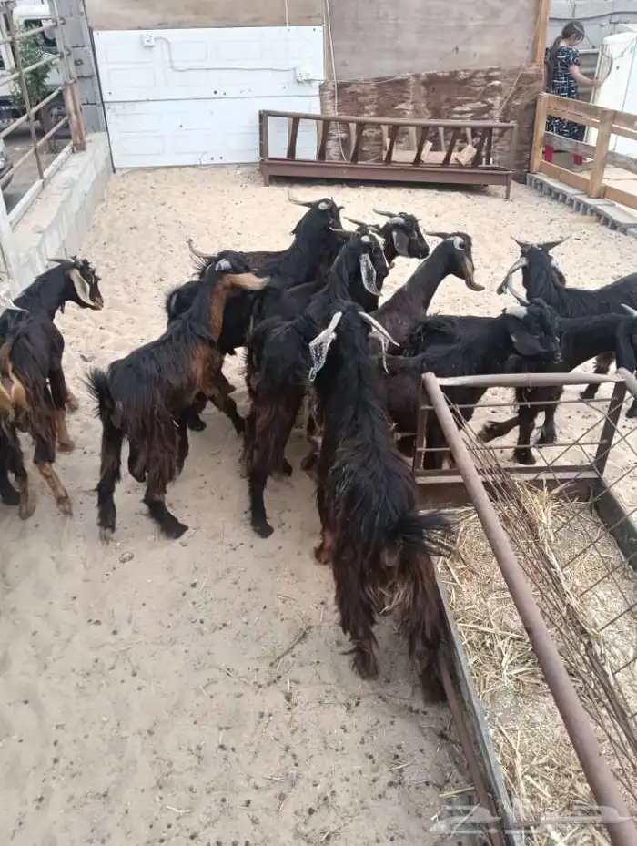 تيوس عارضي مستورد 2