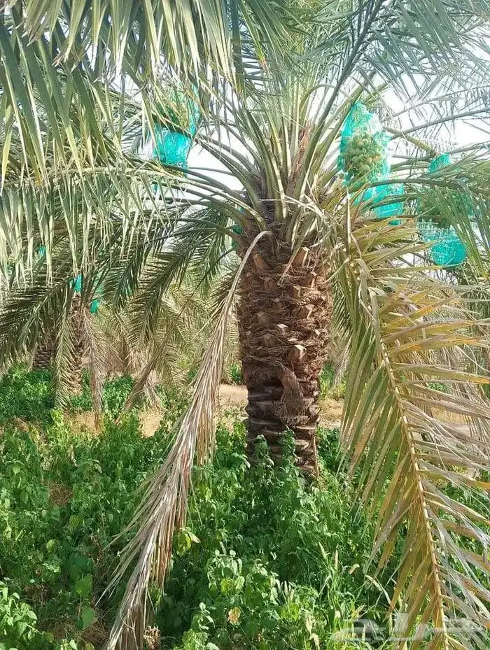 نخل فاخر للبيع نقايل جثايث خلاص صقعي سكري شيشي غىر سلج 7