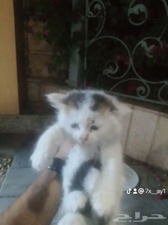 قط للتبني صغير عمر شهر شيرازي 0