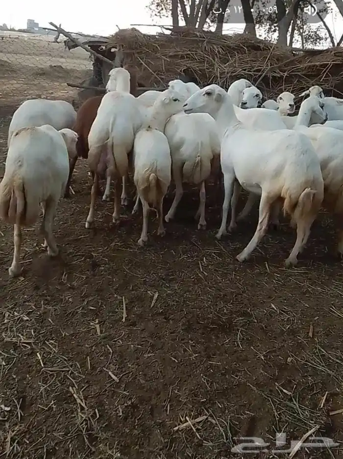 ضان رفيديات قرايب دفيع على شرط فحص سونار لعدد80راس مراح واحد 0