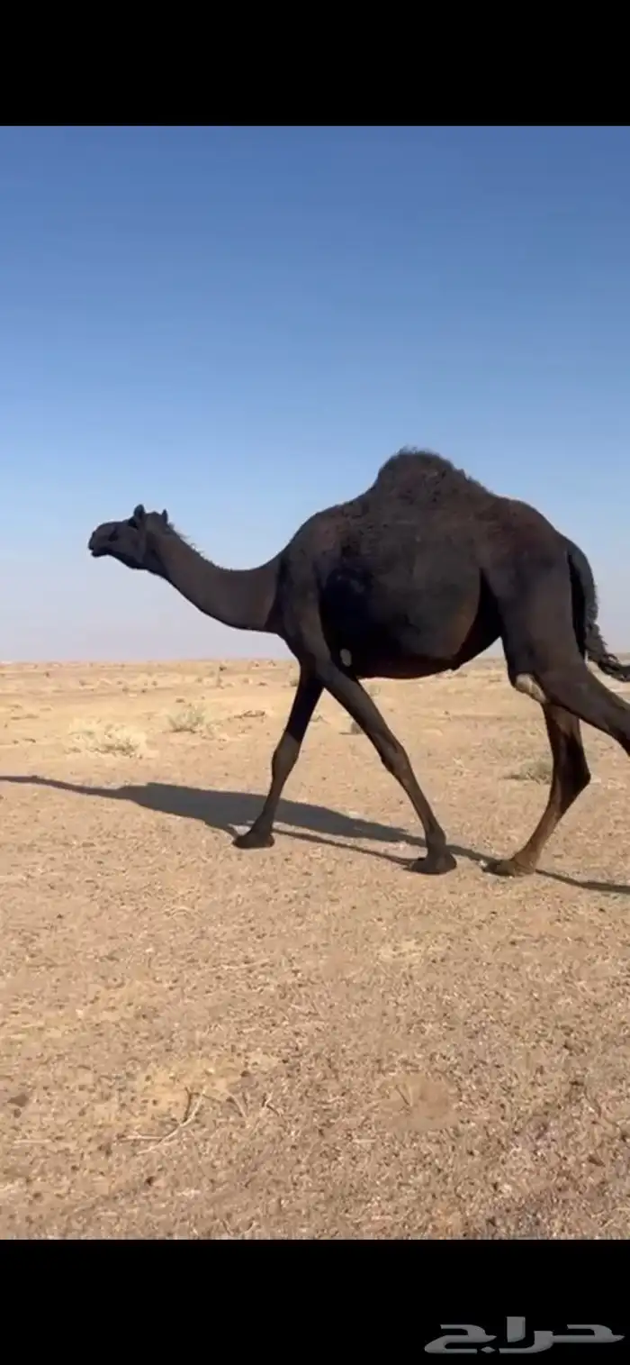 مجهم ضروبه طيبه غرابيه 0