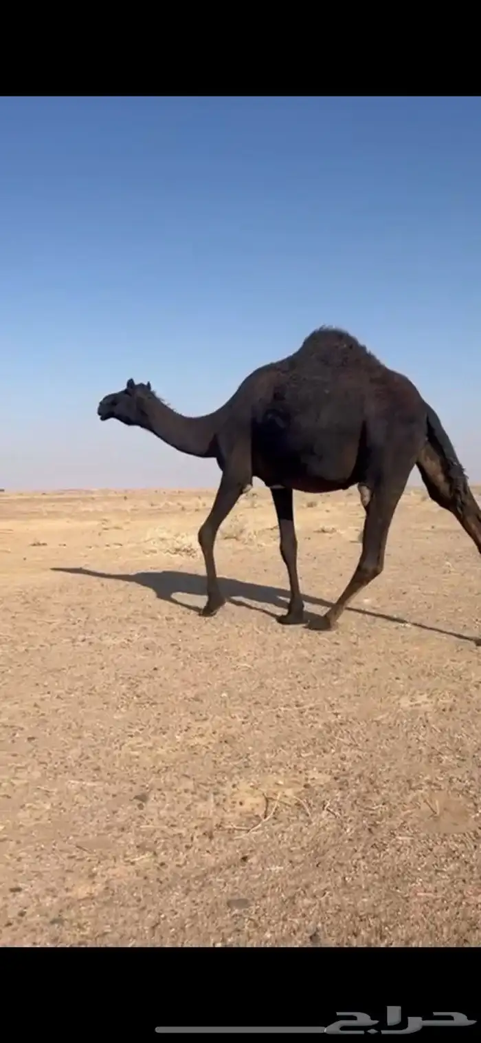 مجهم ضروبه طيبه غرابيه 1