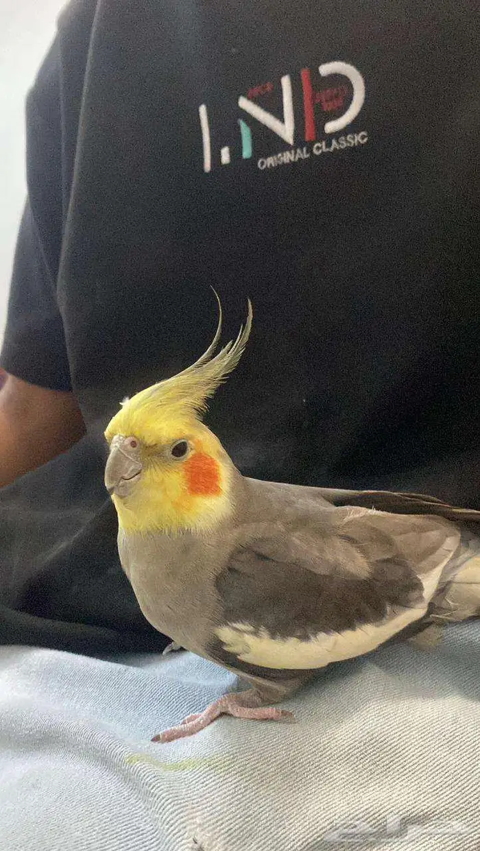 حيوانات اليفه 0