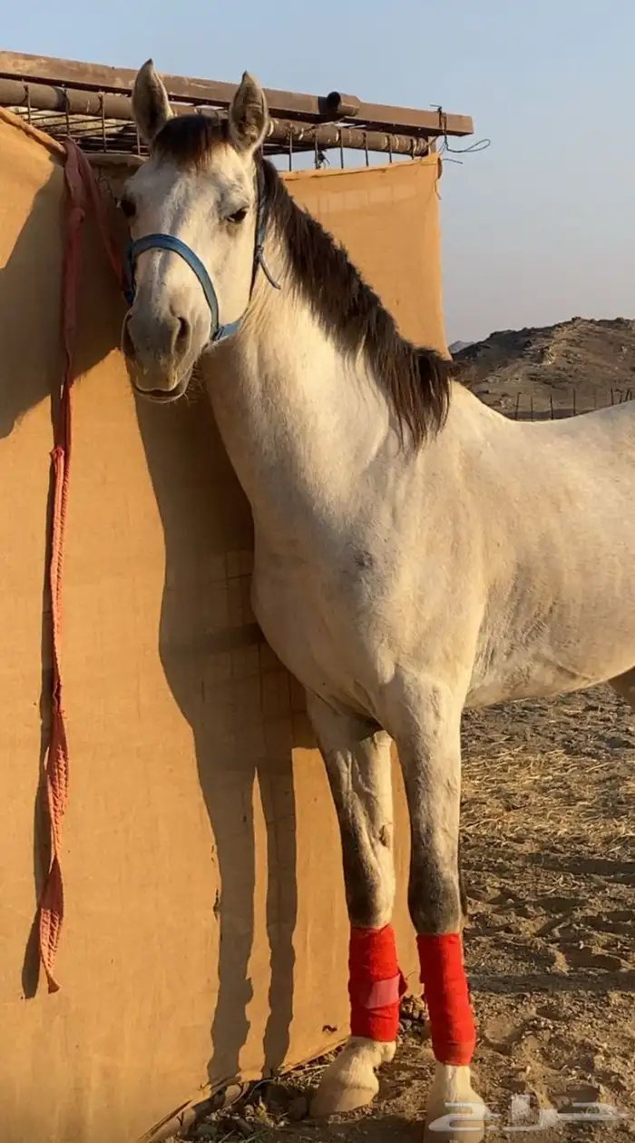 خيل شعبي شيخ 0