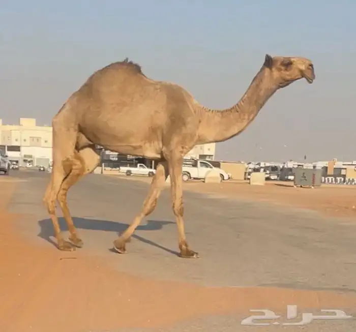 صفرا مزاين 0