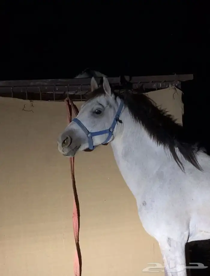 خيل شعبي شيخ 1