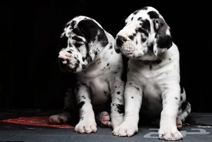 جراء جريت دان استيراد روسيا بالطلب 0