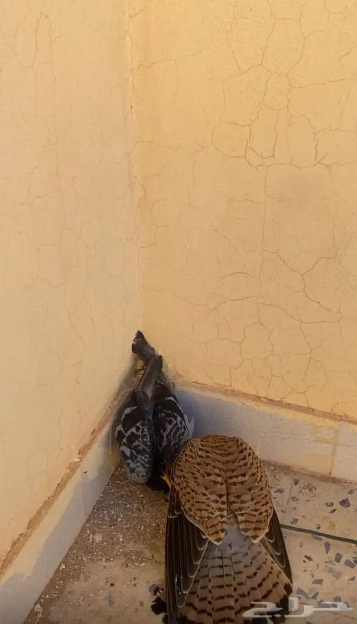 باشق ابو راس ابيض فرخ يهد مدرب مسيوم ب80 2