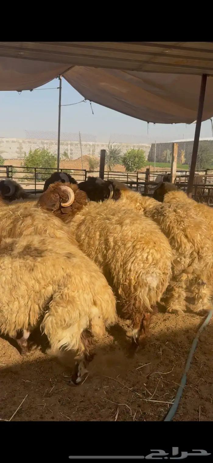 خروف نعيمي جذع بلدي 0