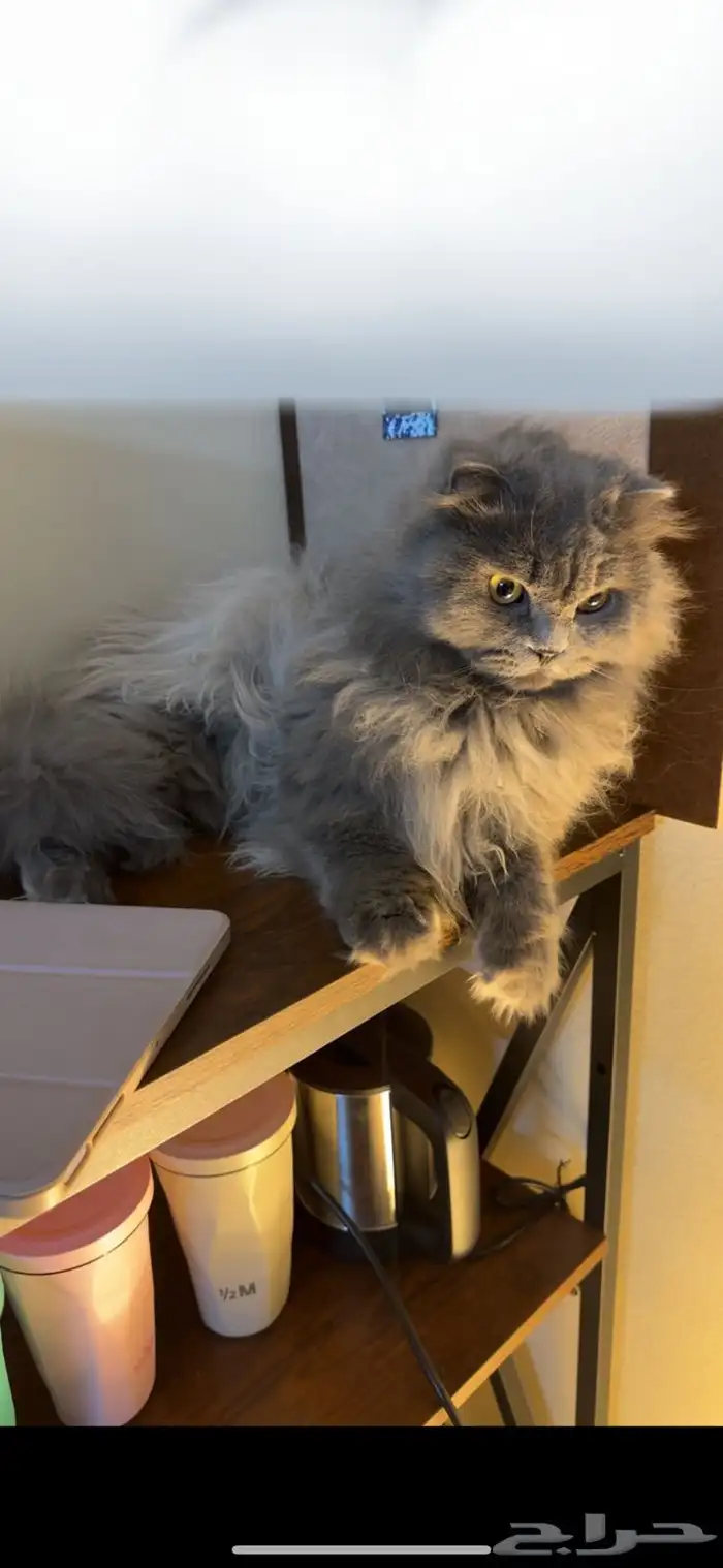 سكوتش فولد مهجن للتبني 0