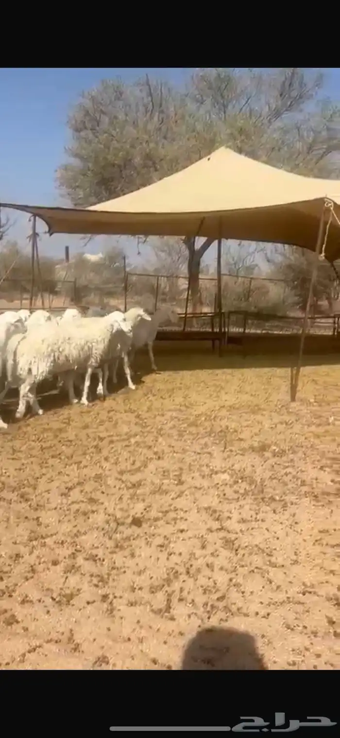للبيع غنم 1