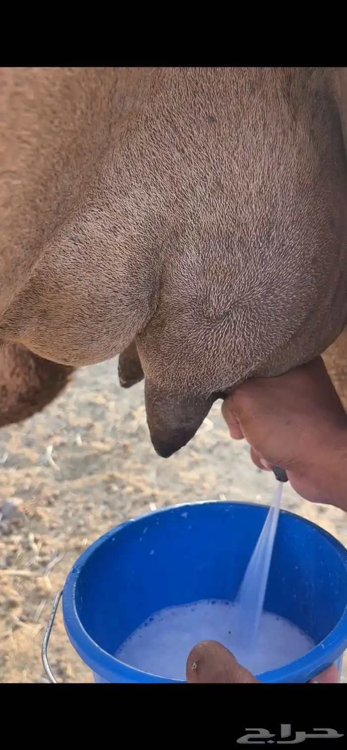 خلفاء حمراء منيحه الحد 15500 6