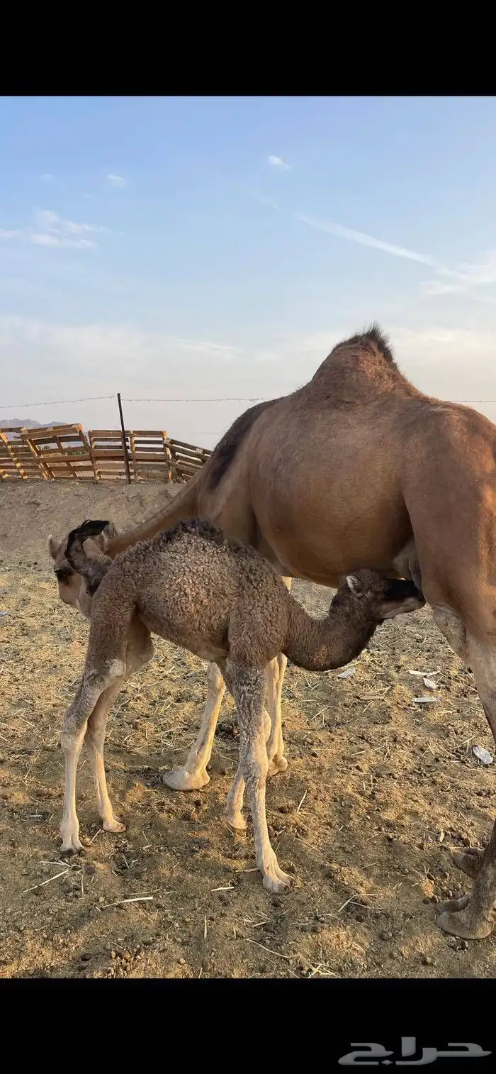 خلفاء حمراء منيحه الحد 15500 0