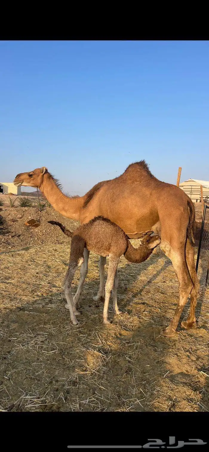 خلفاء حمراء منيحه الحد 15500 4