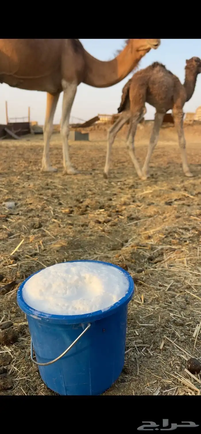 خلفاء حمراء منيحه الحد 15500 5