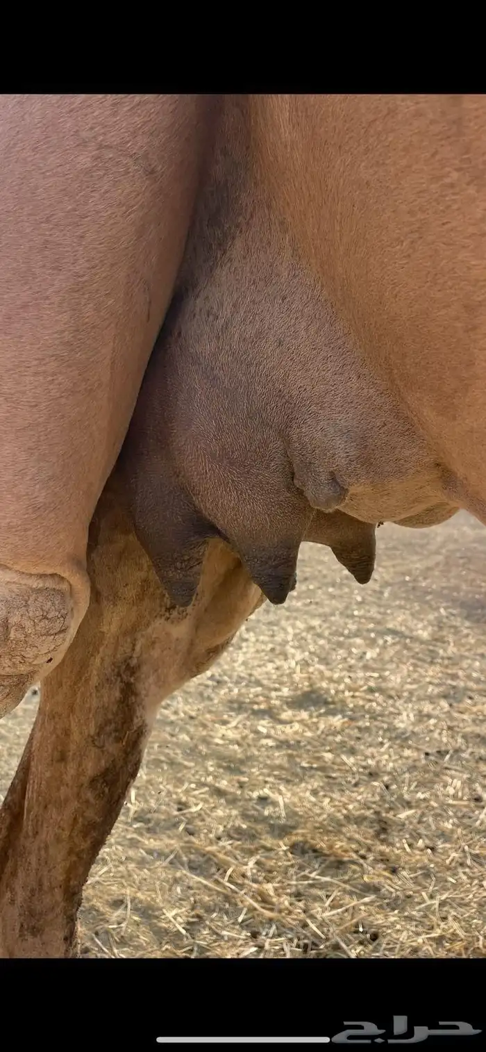 خلفاء حمراء منيحه الحد 15500 2