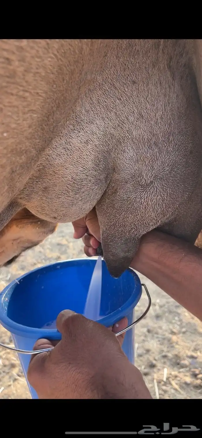 خلفاء حمراء منيحه الحد 15500 3