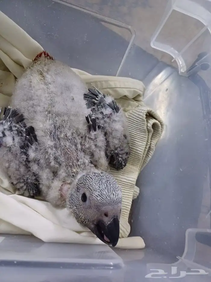 فرخ عمره شهر لبيع 3000 0