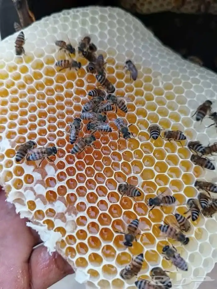 عسل السدر الملكي 0