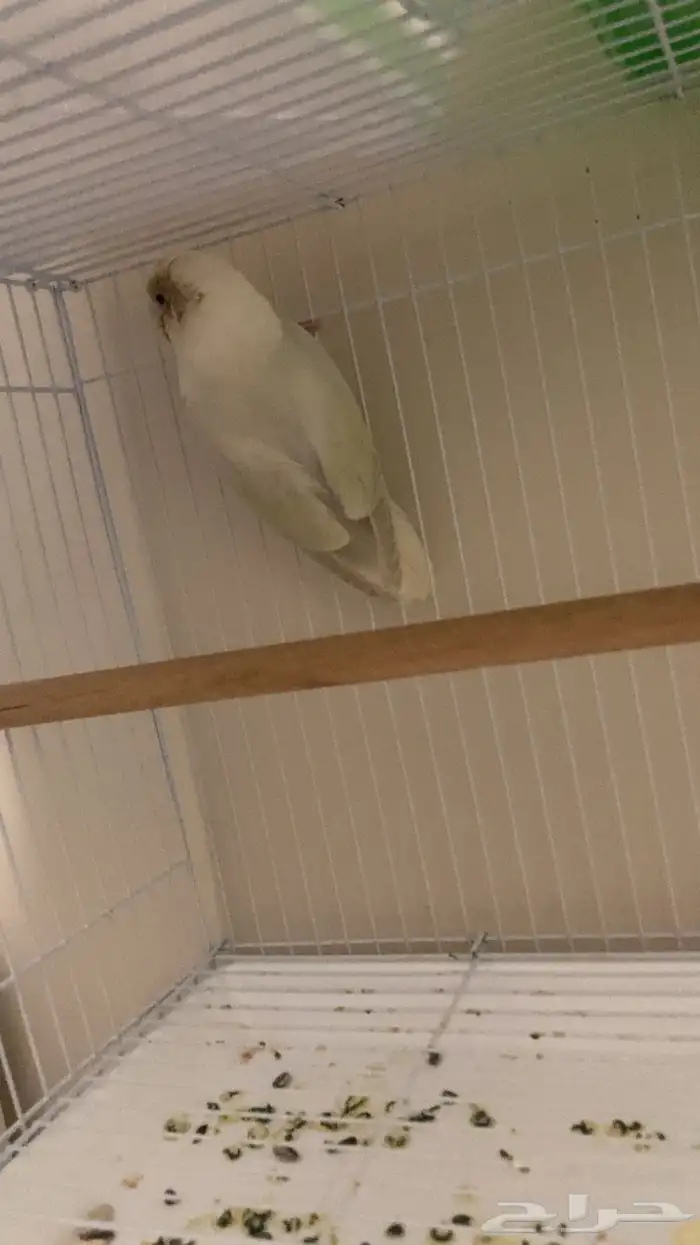 انثى روز للتبني 0