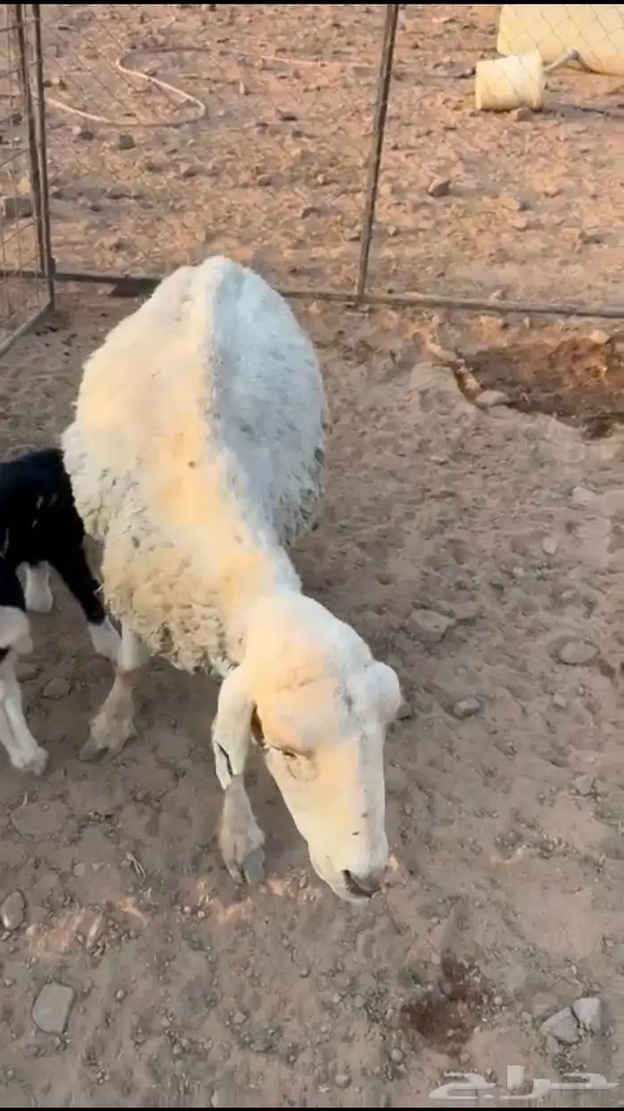 حرية تحته خروف للبيع او بدل 1