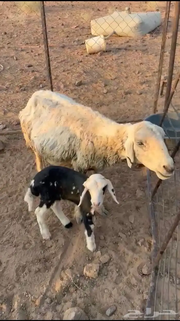 حرية تحته خروف للبيع او بدل 0