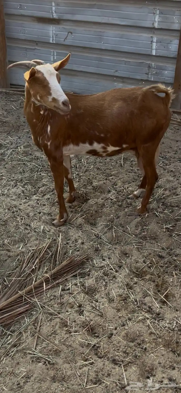 عنز مشروكه صافه سلم لقاح من شهر ونص الي شهرين 1