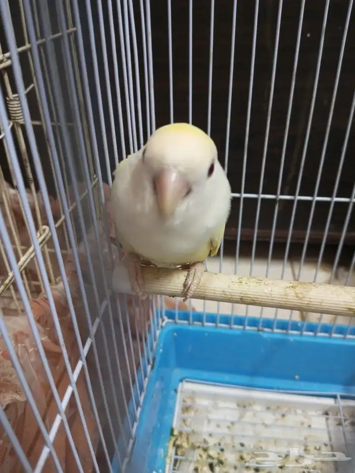 طير الروز للبيع 6