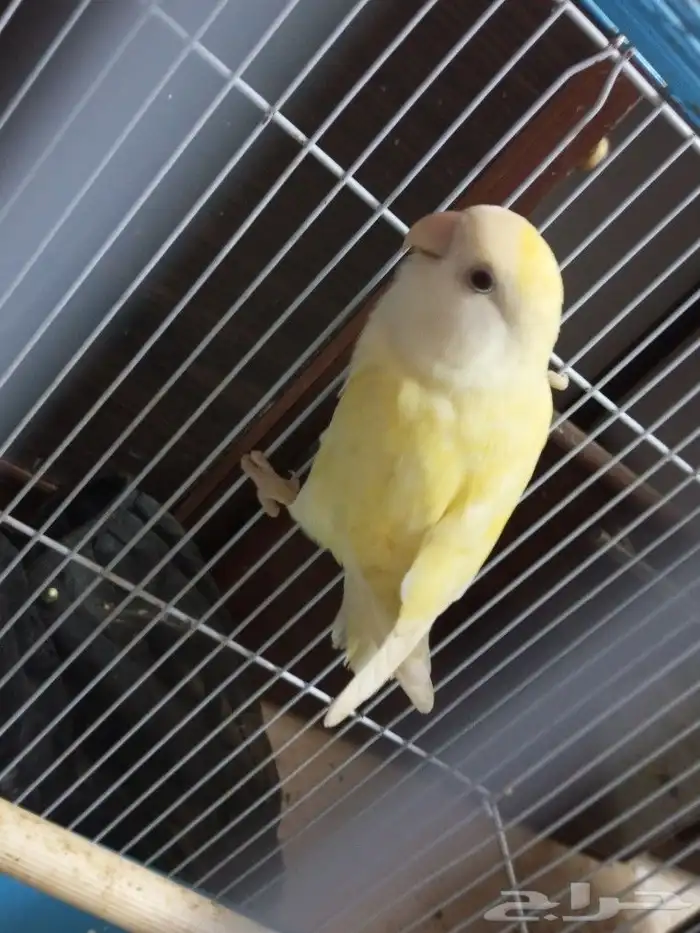 طير الروز للبيع 3