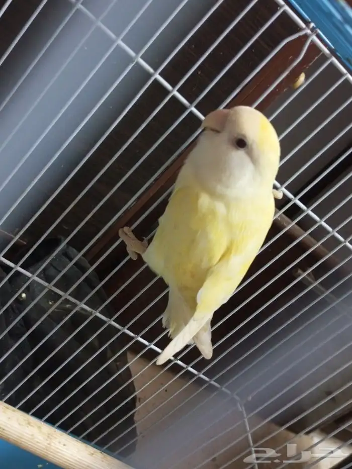 طير الروز للبيع 0