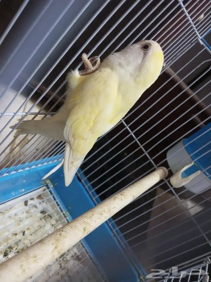 طير الروز للبيع 2